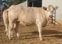 Thumbnail of Young Heifer