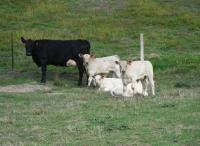 Thumbnail of Angus Cows with Charolais Sired Calves