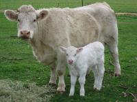Thumbnail of Charolais Cow and Calf