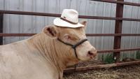 Thumbnail of Our Charolais' have style