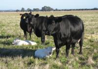 Thumbnail of Charolais Calves with Surrogate Cows