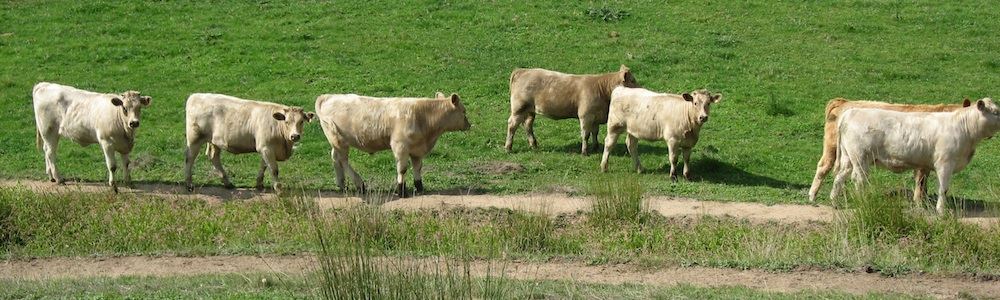 Image of charolais cattle grazing