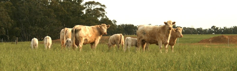Image of charolais stud cattle grazing in Victoria.